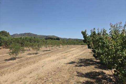 Finca i Ginestar, Tarragona, Ginestar - € 15.000 | Ref: 1018 Ginfrancis - foto 4